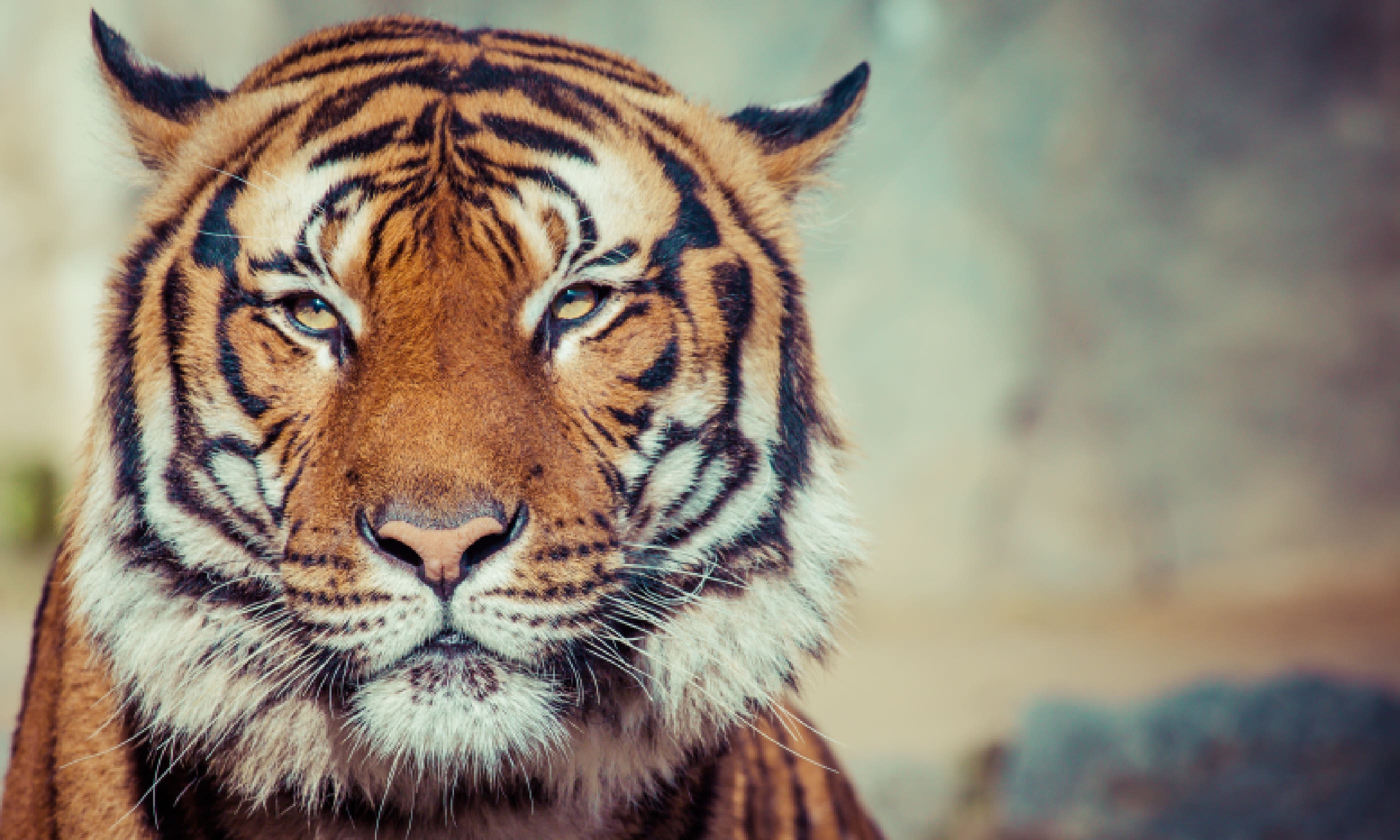 Close up of a tiger (Shutterstock: see below)