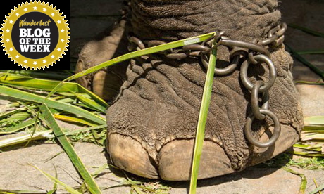 Chained elephant foot (Delia Harrington)