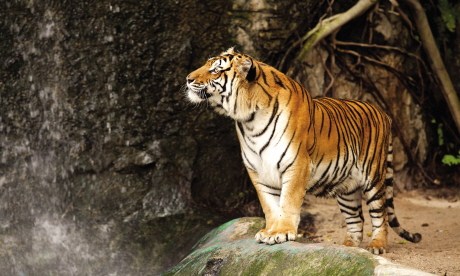 How to see tigers sustainably in the wild (dreams time)
