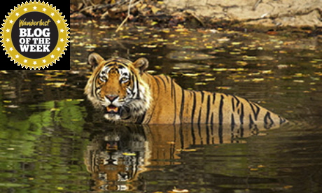Ranthambore Tiger (Bill Gent)