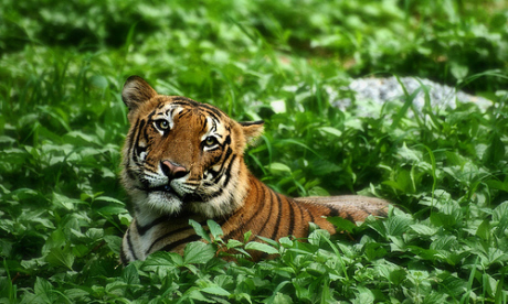 Tiger tracking on foot in India (Vineet Radhakrishnan)