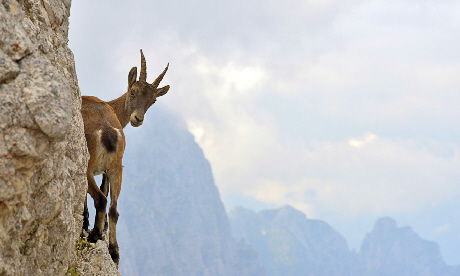 Catch me if you can (Montasio massif, Friuli-Venezia Giulia, Italy) by Stefano Zocca