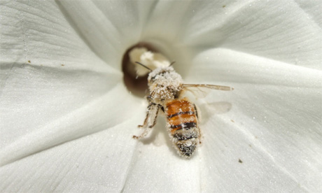 Italian Bee (Eran Finkle)