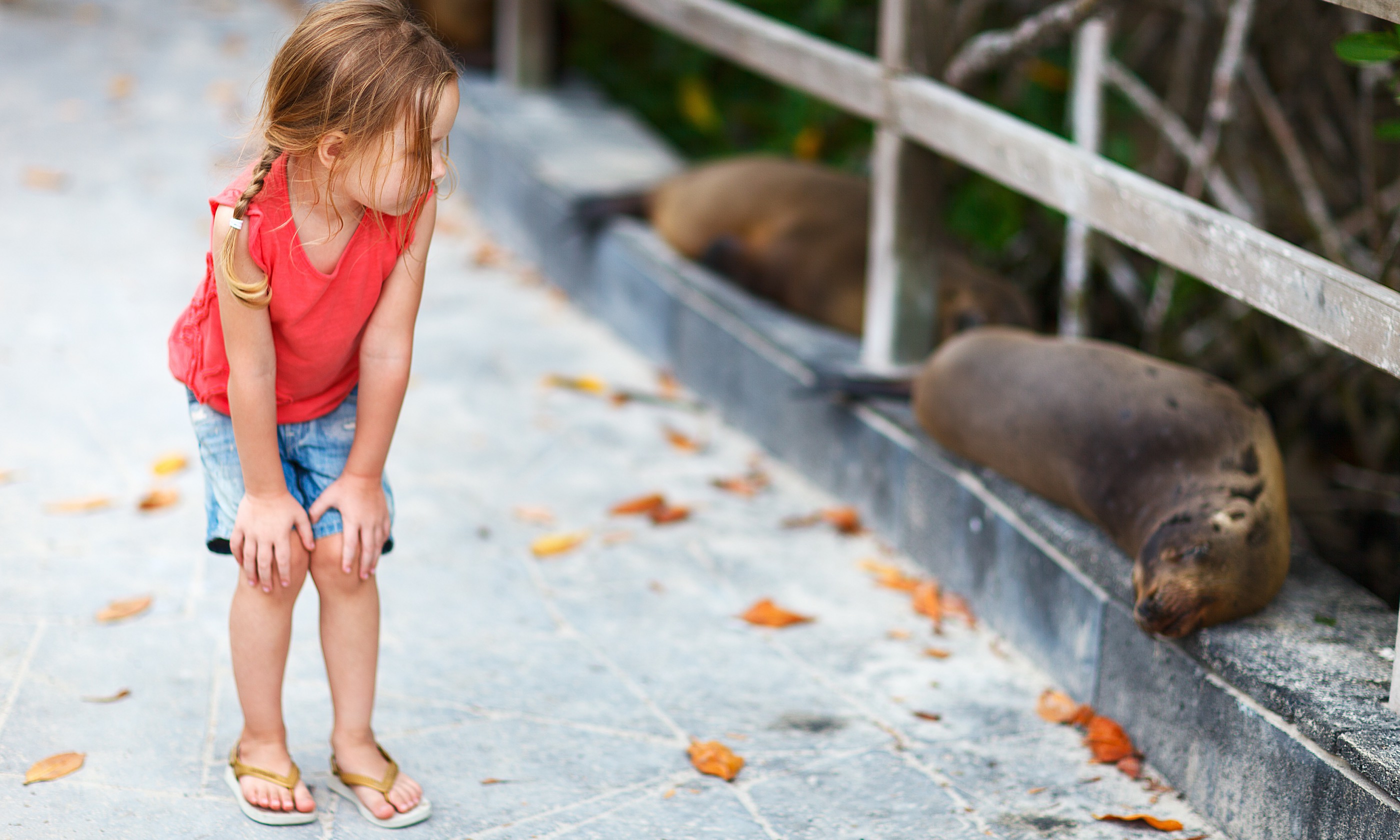Young girl gets close to seals on the Galápagos Islands (Shutterstock.com. See main credit below)