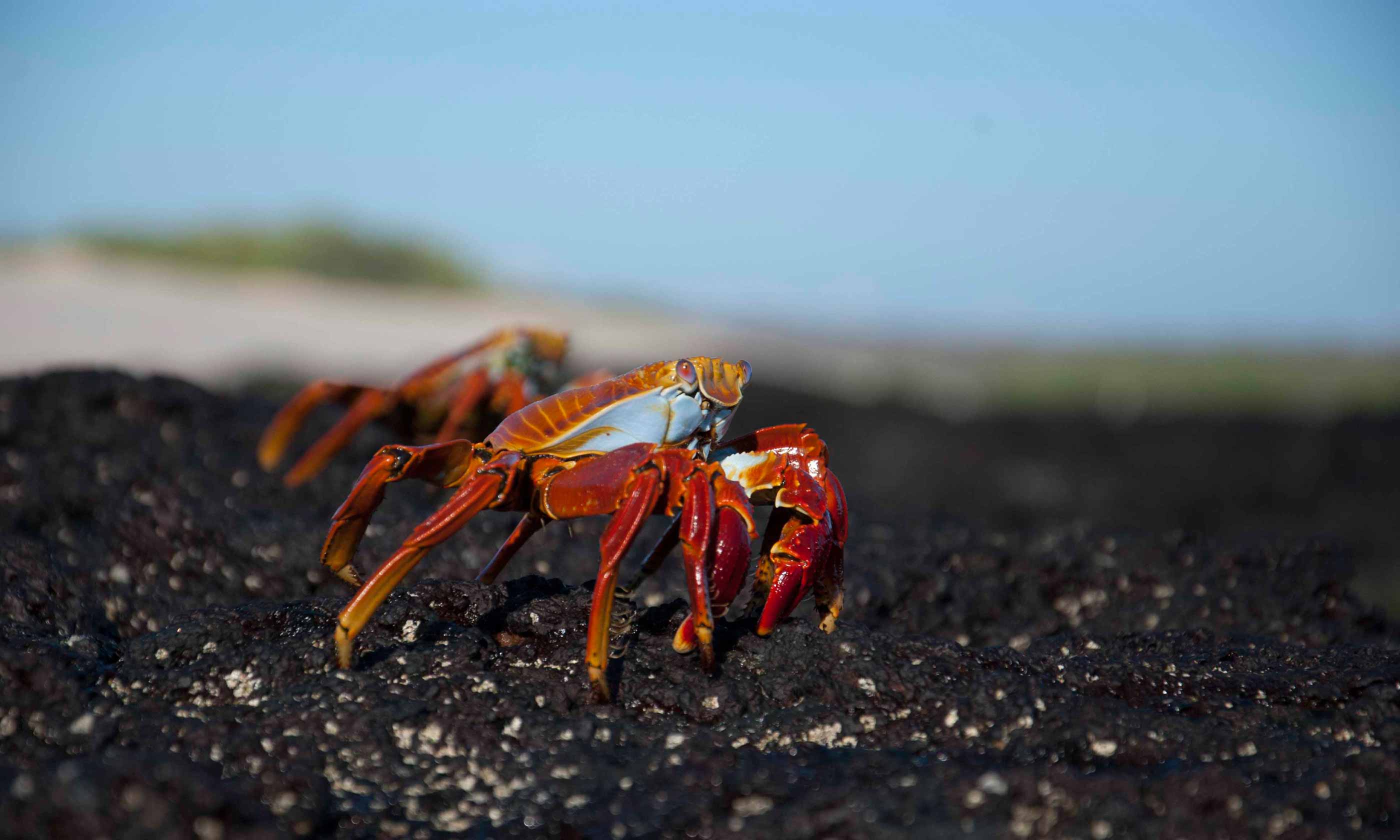 Sally Light-foot crabs, Galapagos Islands (Simon Chubb)
