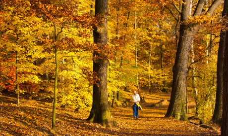Enjoy the fresh air in woodland surrounding Schlachtensee (Flick: Pedro Szekely)