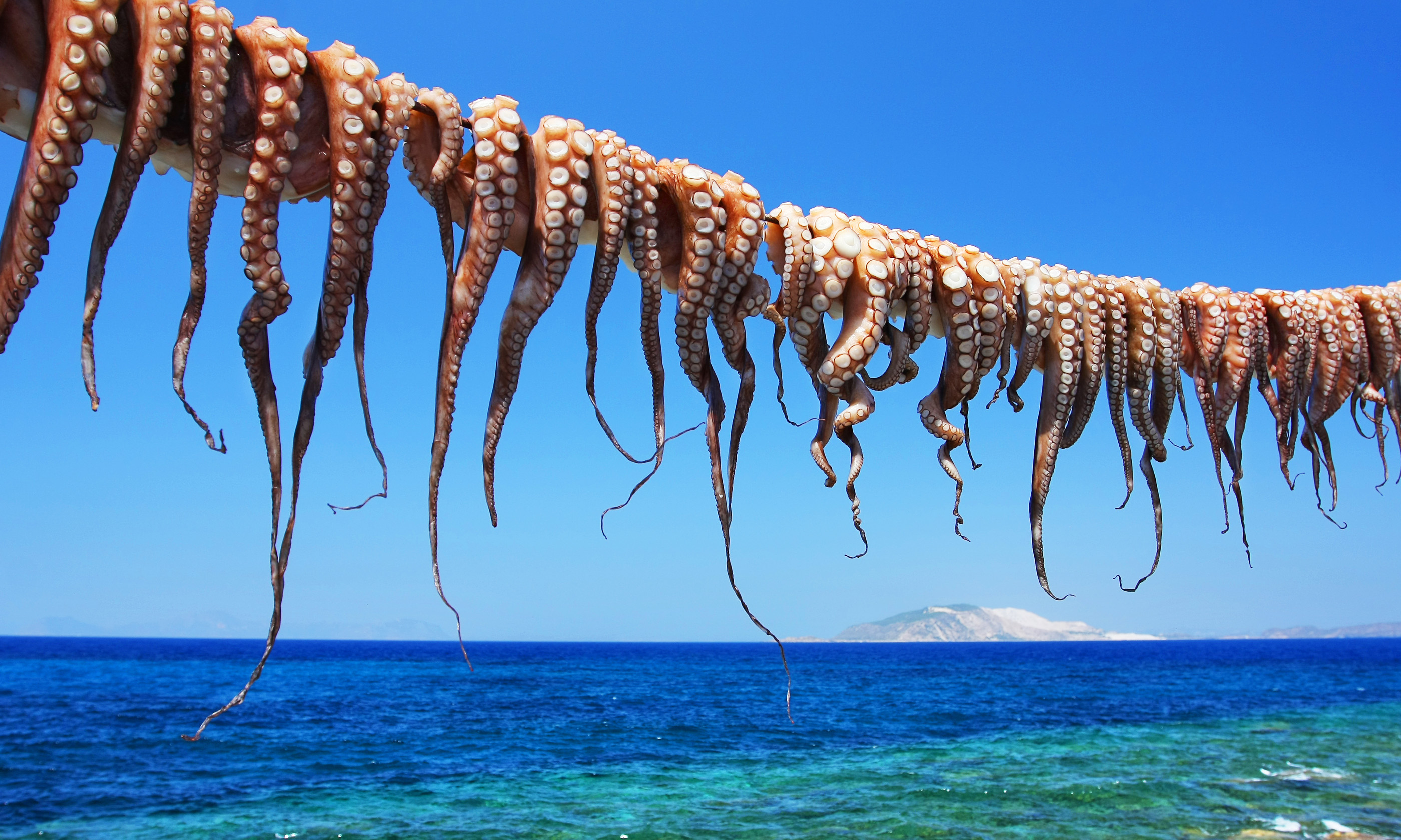 Octopus drying on Nisyros (Shutterstock.com)