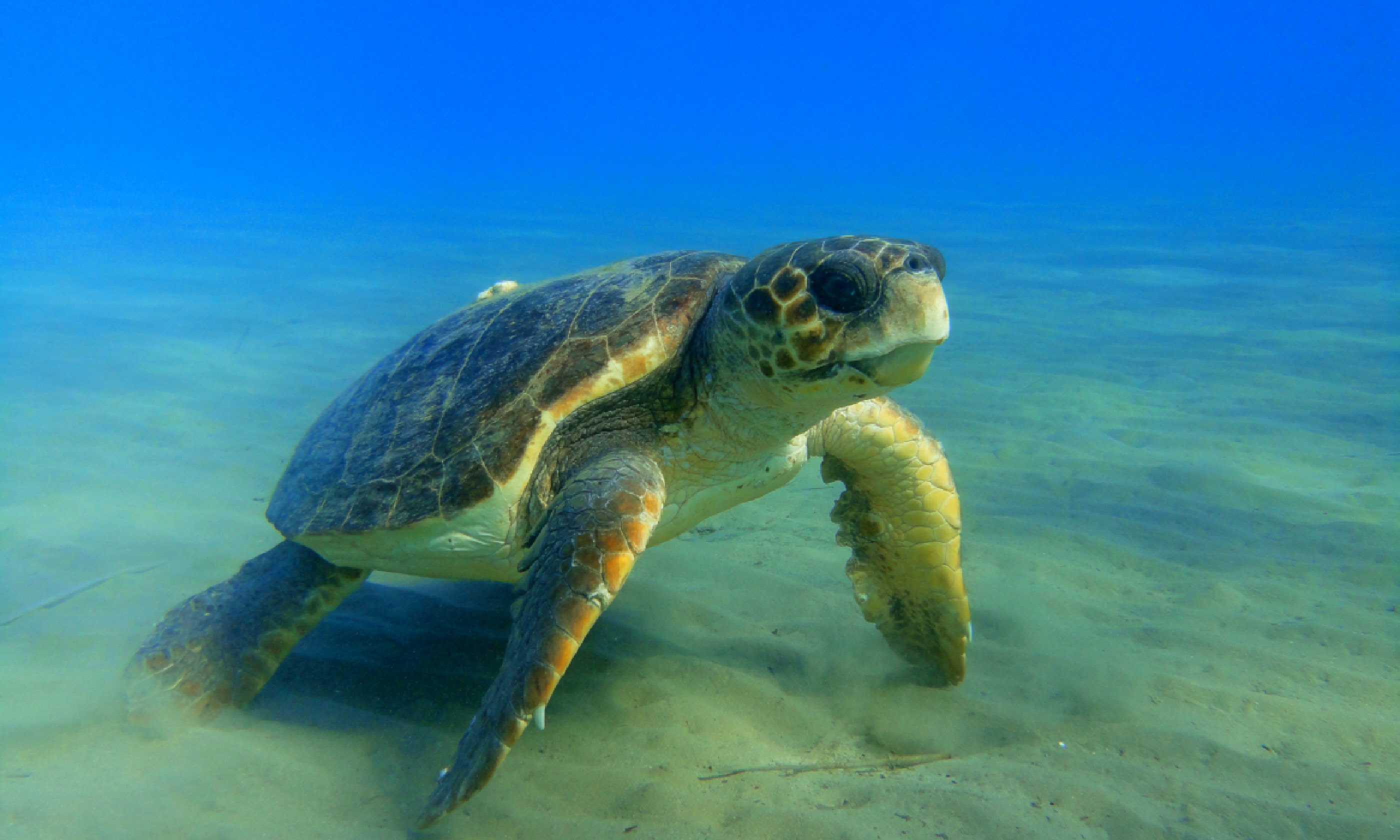 Sea turtle in Greece (Photo: Constatinos Vatikiotis)