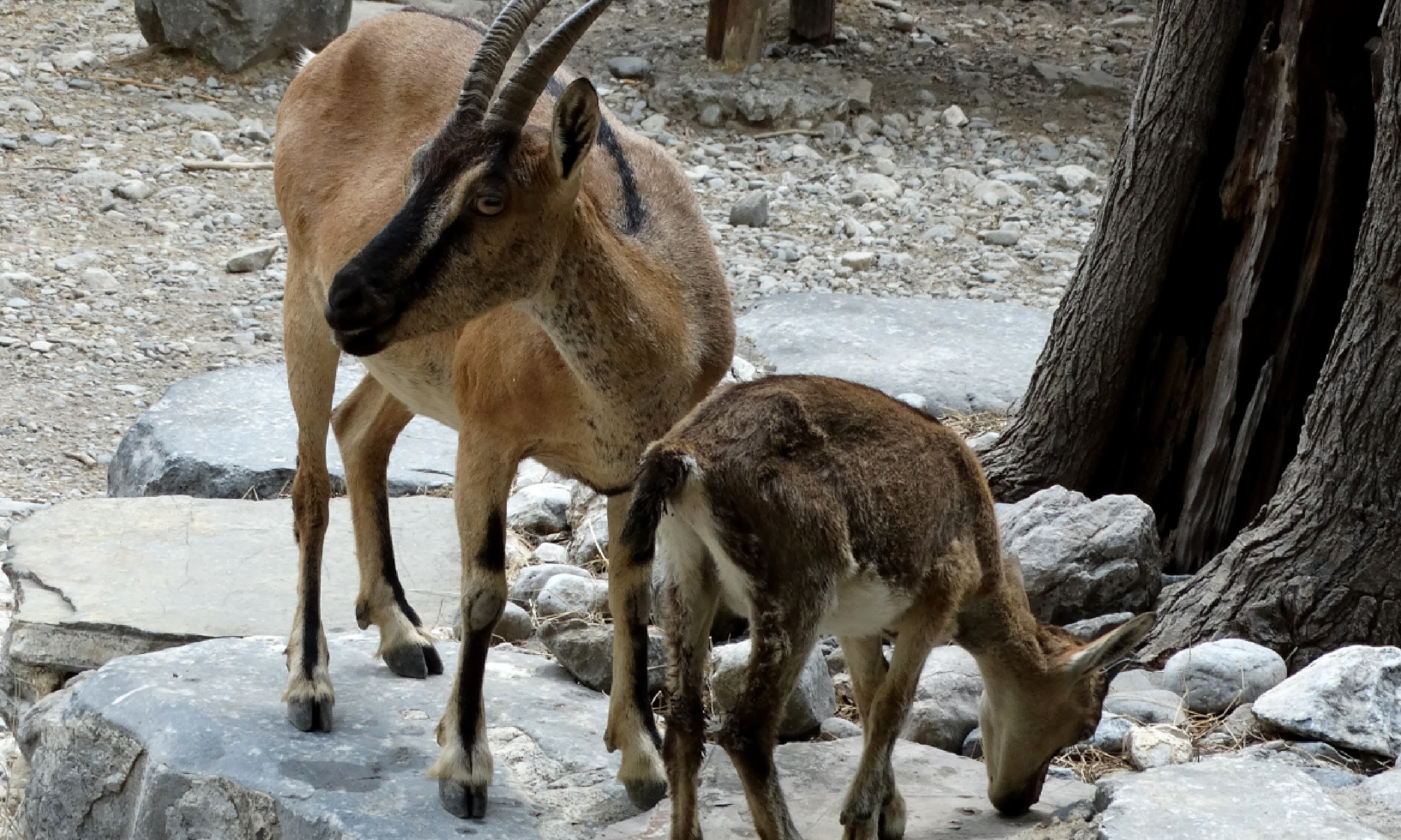 Kri kri (Photo: Samaria National Park Management Body)