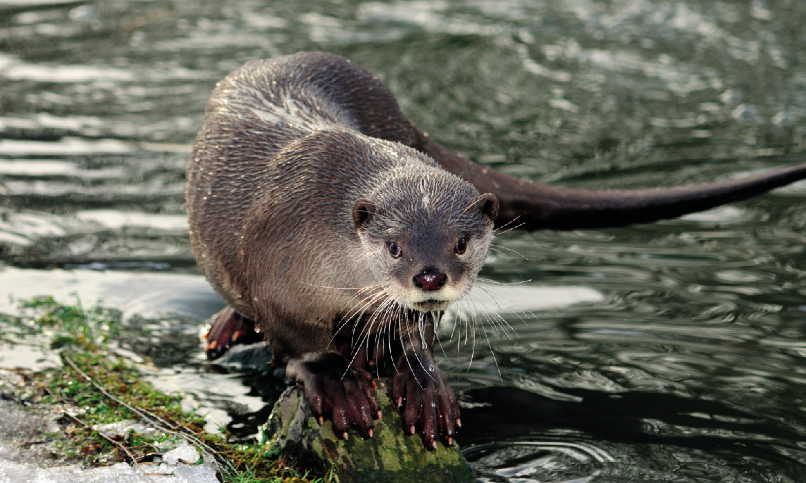 Otter (Photo: Delta Management Body for Nestos)