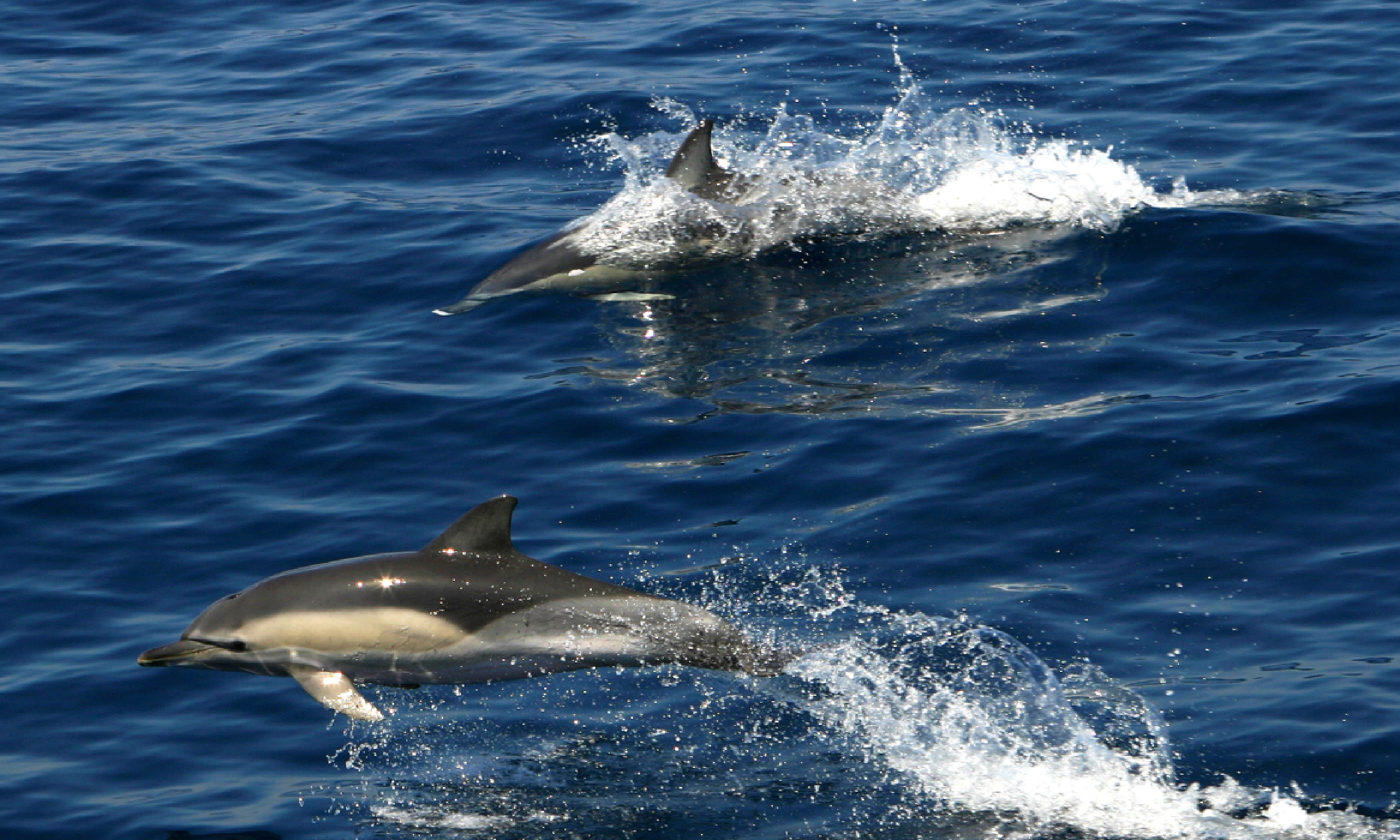 Dolphins (Photo: Municipality of Alonissos)