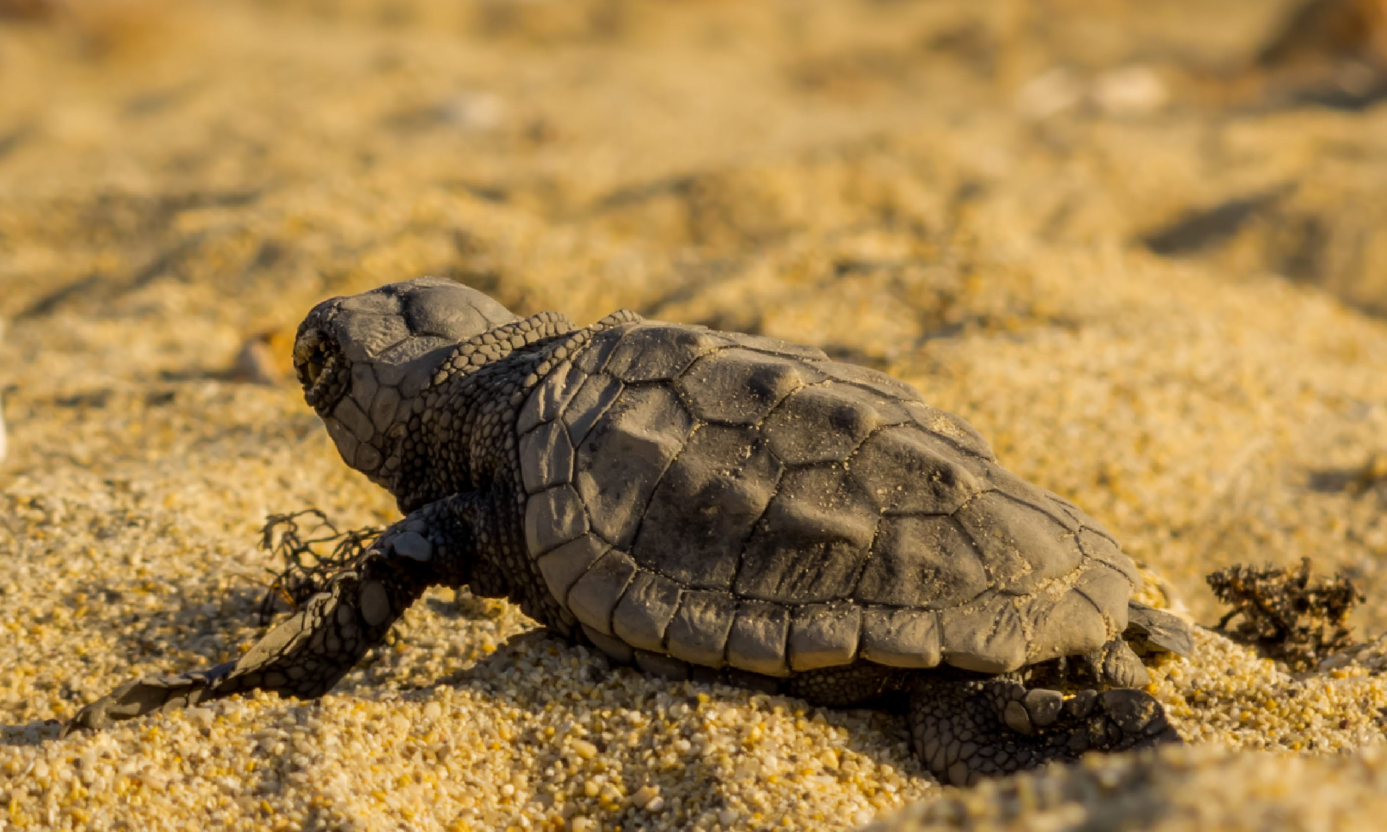 Caretta caretta hatchling going to sea (Photo: Charalampos Dimitriadis)