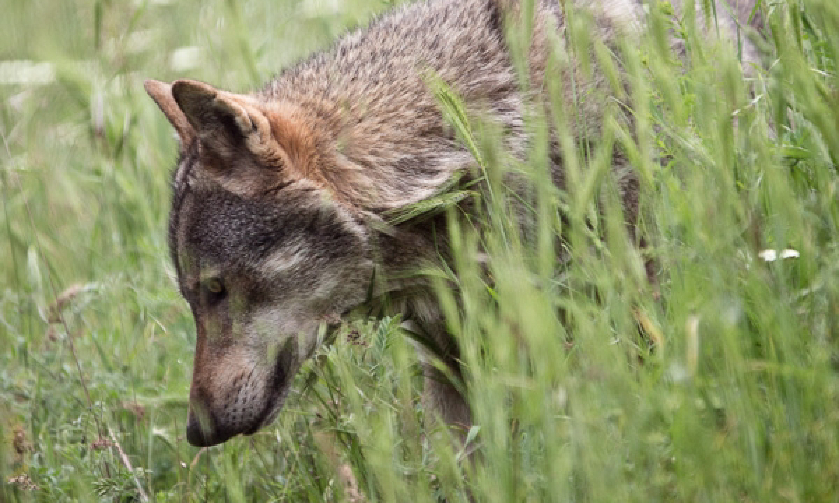 Wolf (Photo: K.Tsakalidis)