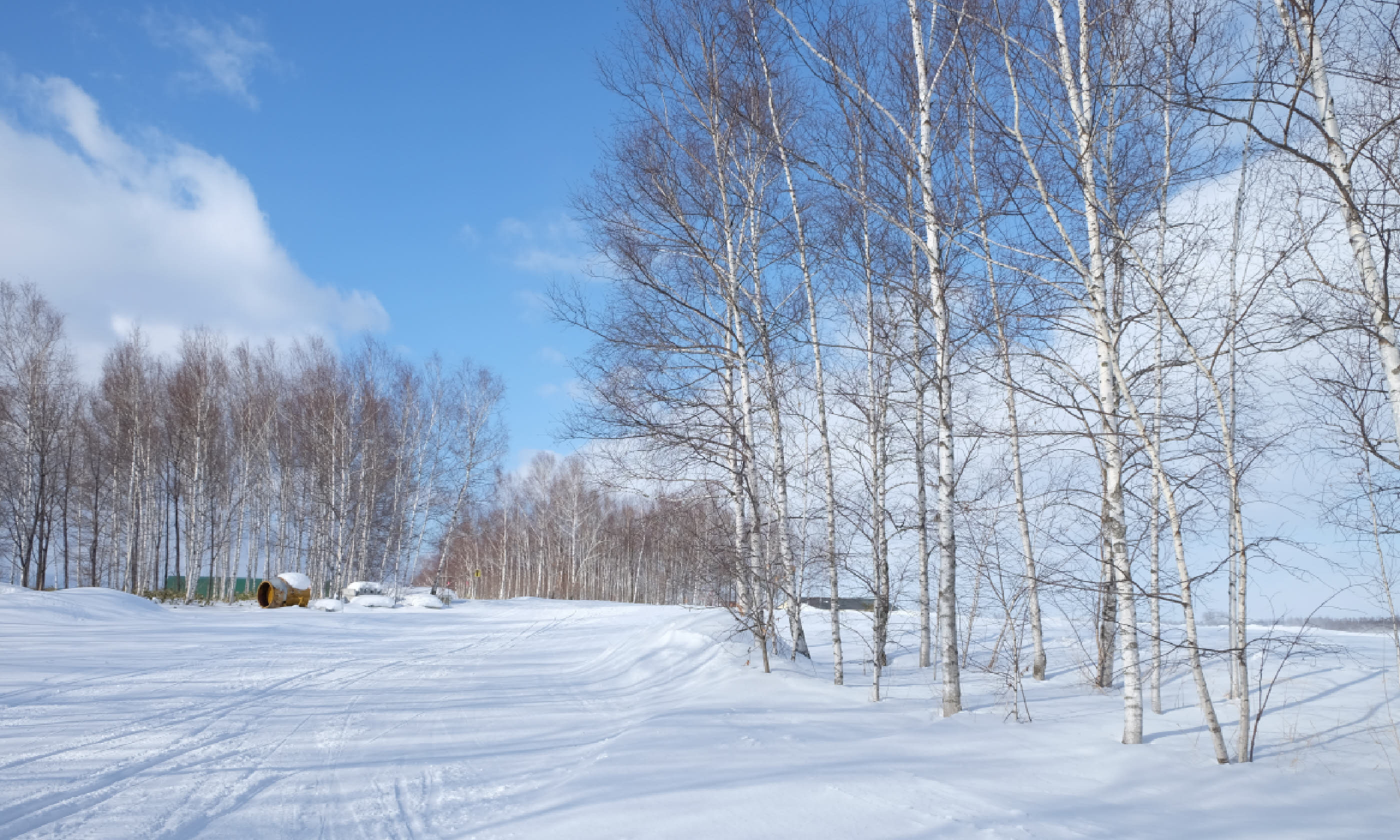 Winter forest in Furano, Hokaido (Shutterstock)