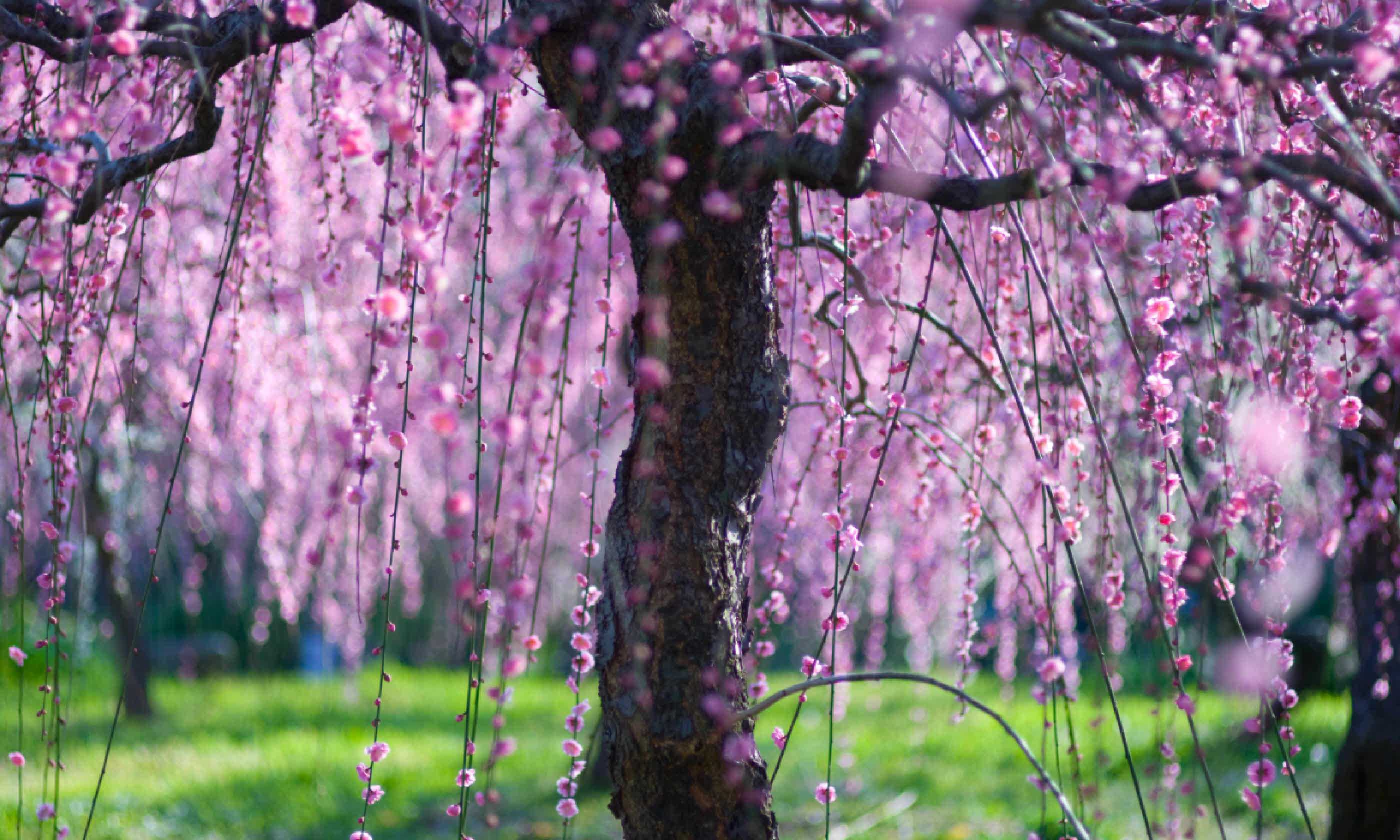 Nagoya Agriulture Center (Shutterstock)