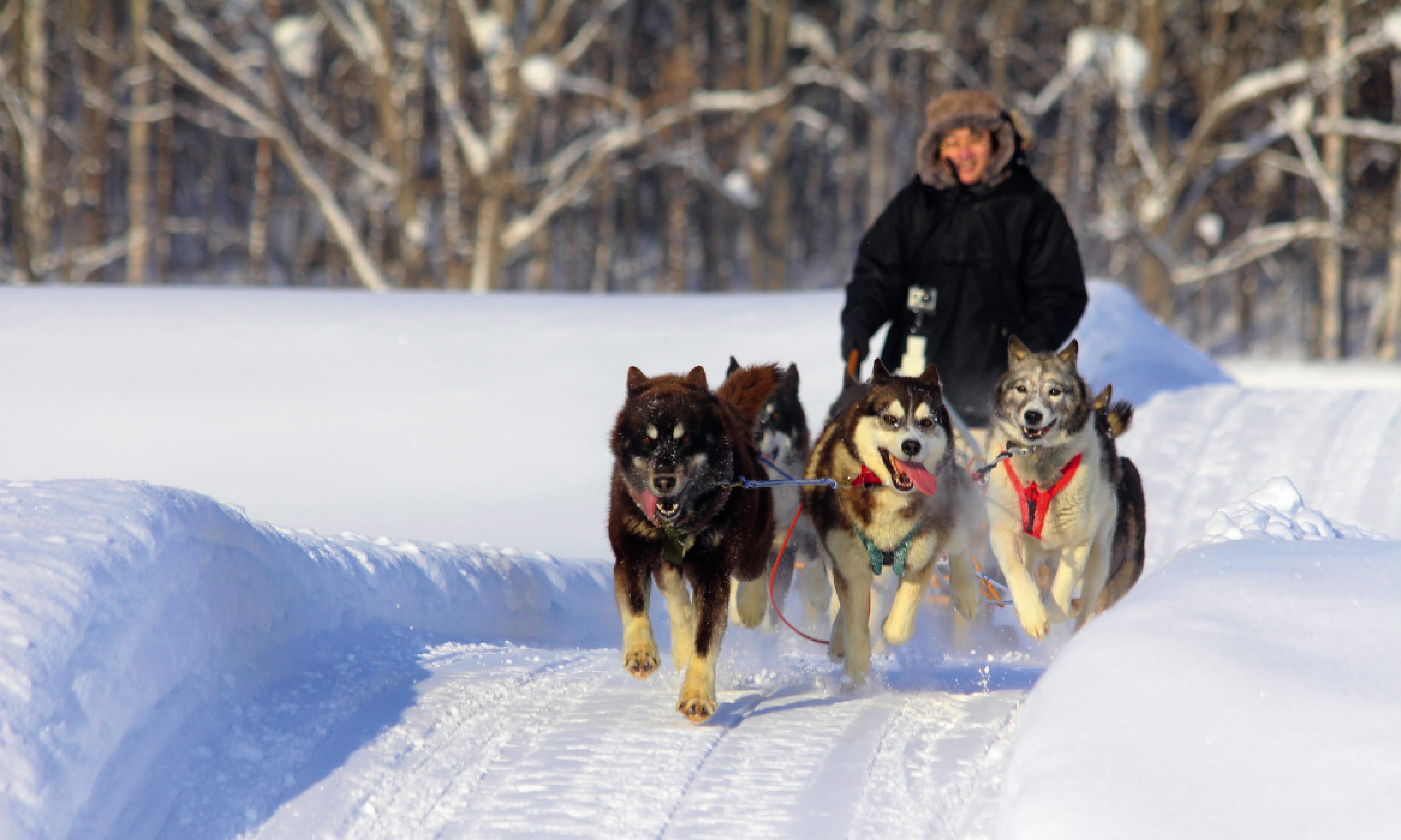 Huskies (Photo: Graeme Green)