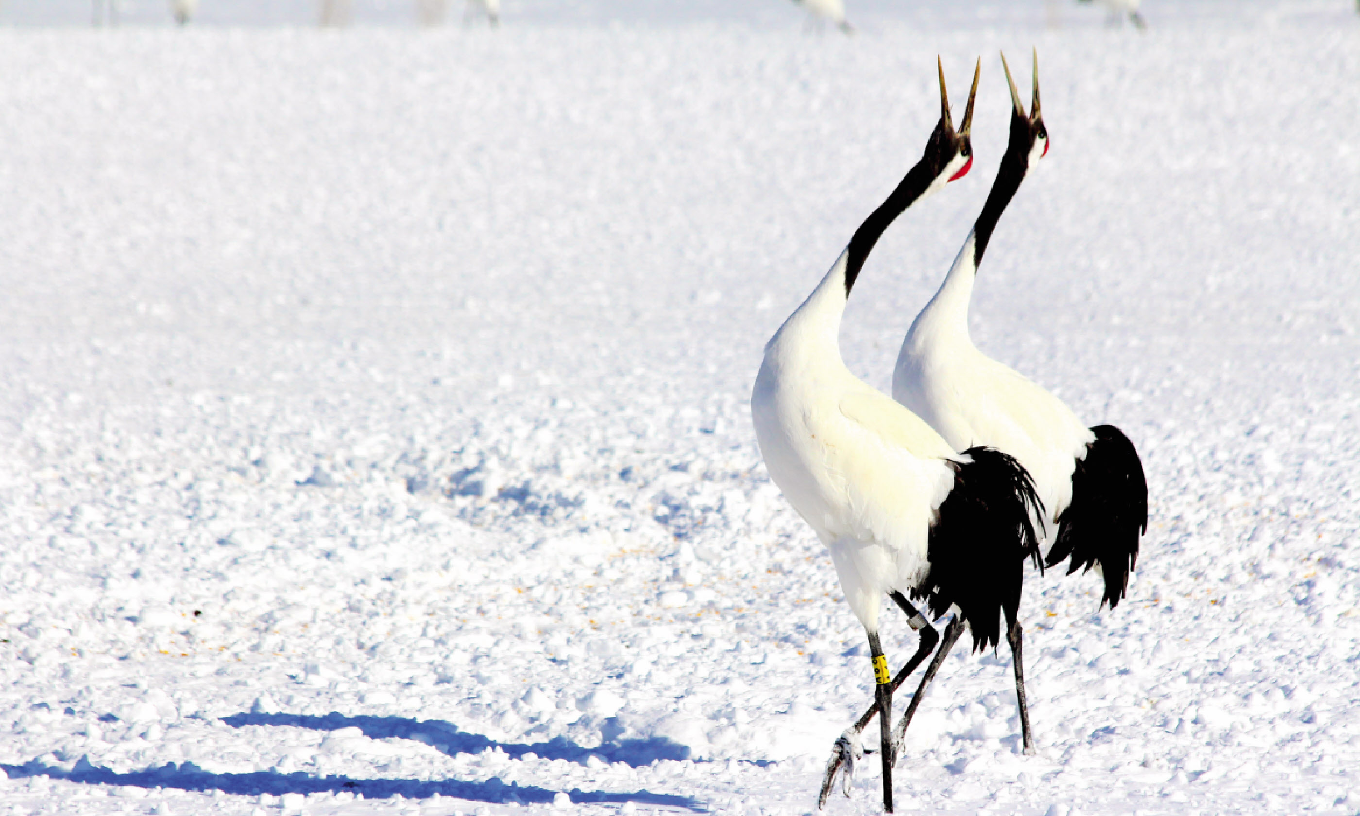 Cranes (Photo: Graeme Green)