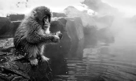 Snow Monkey, Jigokudani Valley, Japan (David Yarrow)