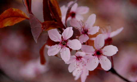 Cherry Blossom (AnneCN)