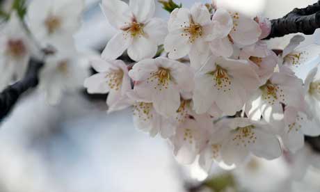 Cherry blossom is in full bloom in spring (monika.monika)