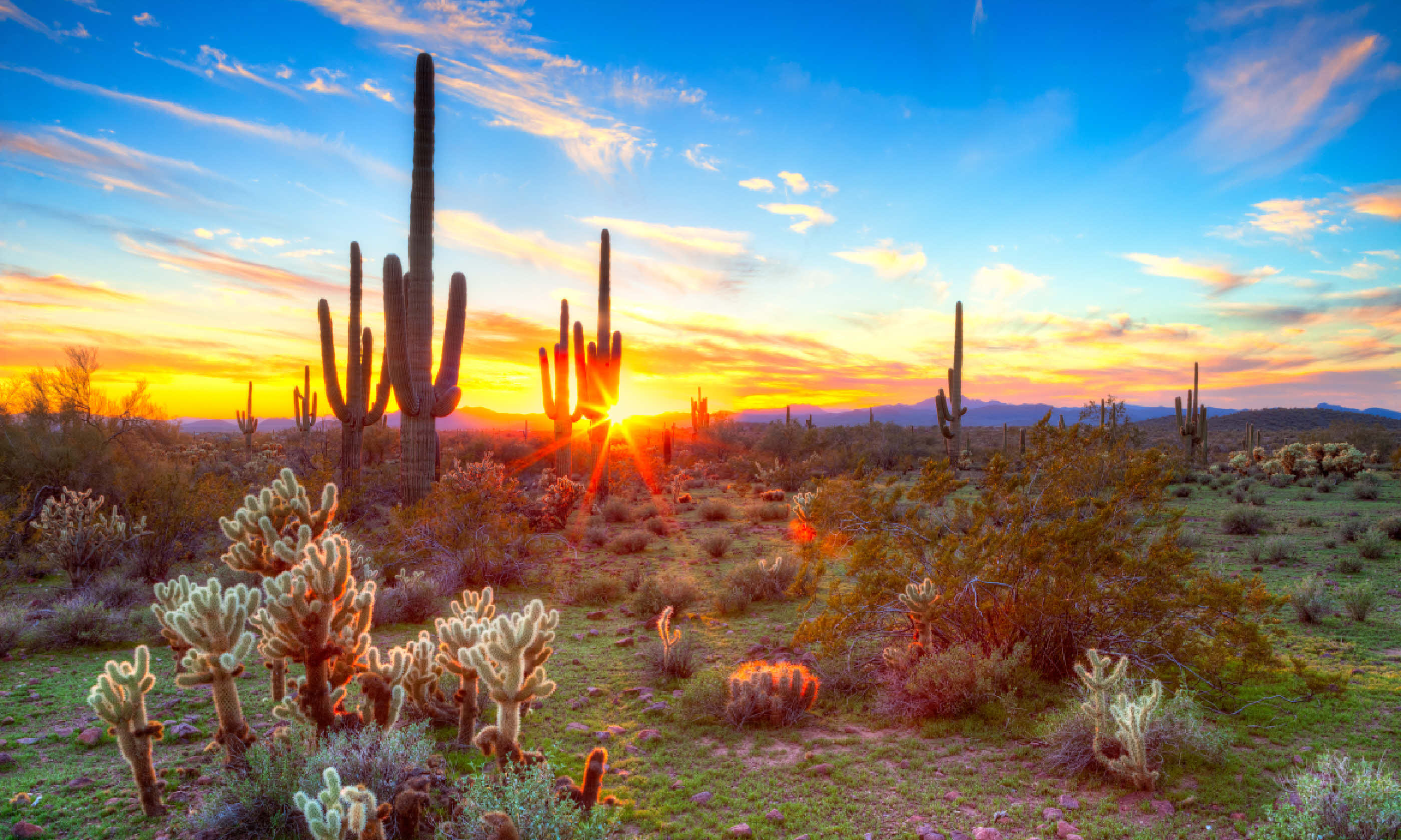 Sunset in Sonoran Desert (Shutterstock)