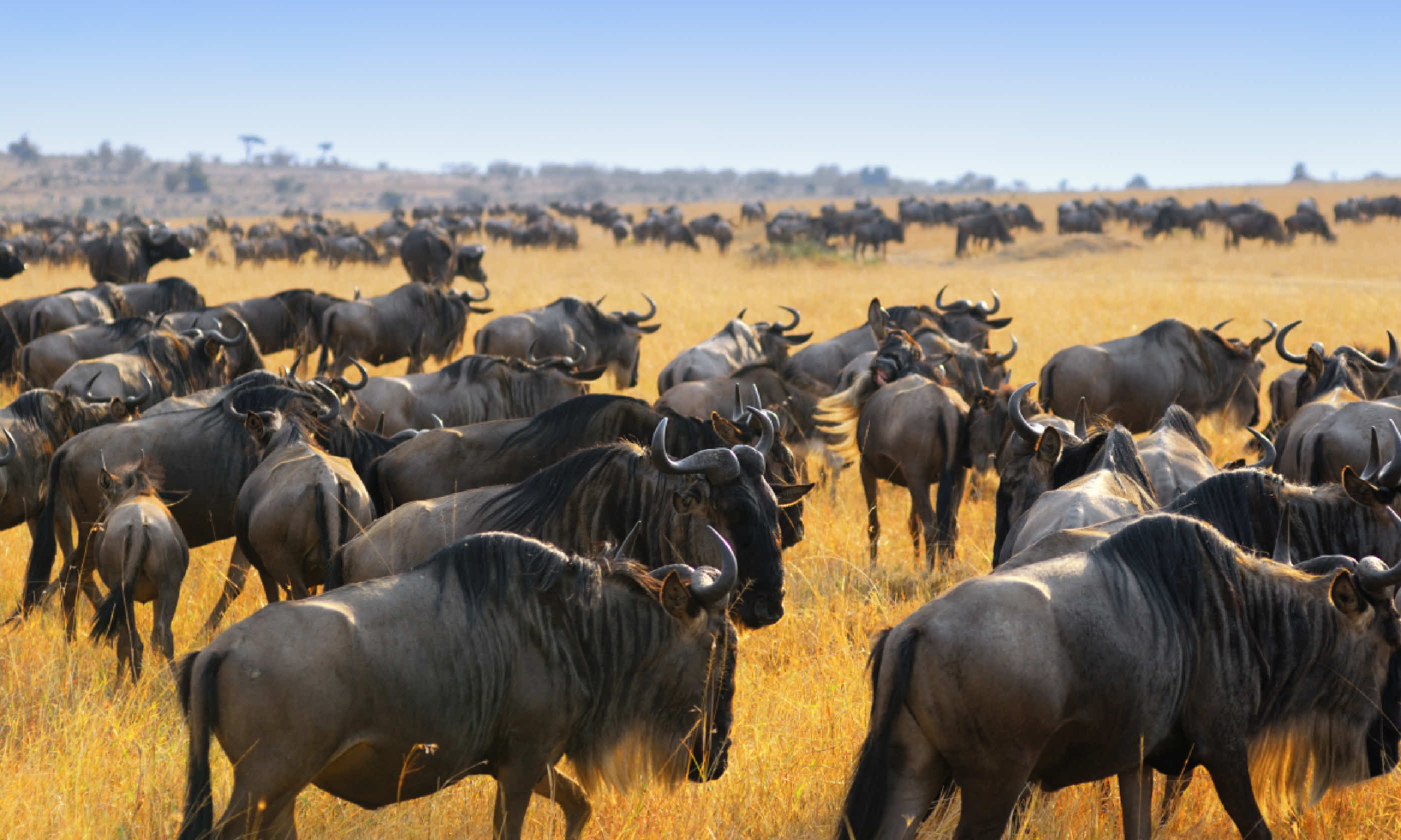 Masai Mara, Kenya (Shutterstock)