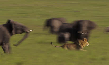 Lion on the run (Masai Mara, Kenya) by Angela Osborne