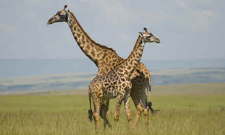 Giraffes in the Masai Mara (flickr: Paul Mannix)