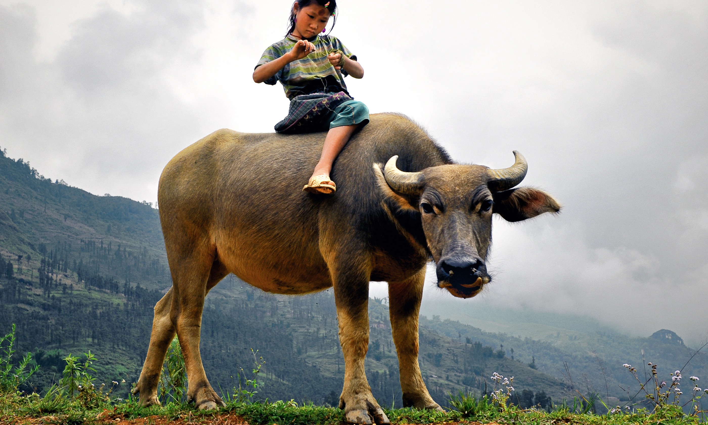 Girl riding a buffalo in Laos (Shutterstock.com. See main credit below)