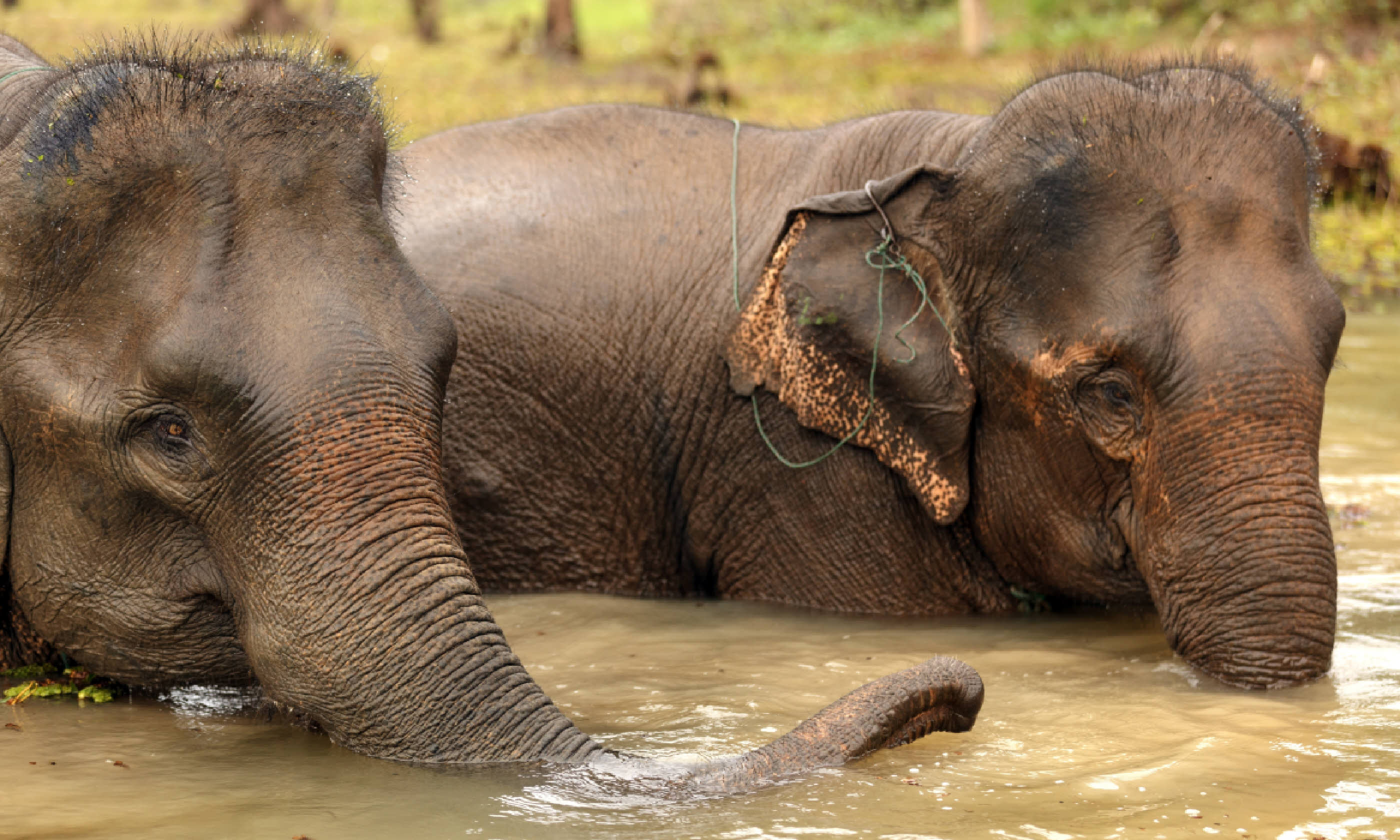 Asian elephant bathing in muddy water, Laos (Shutterstock)