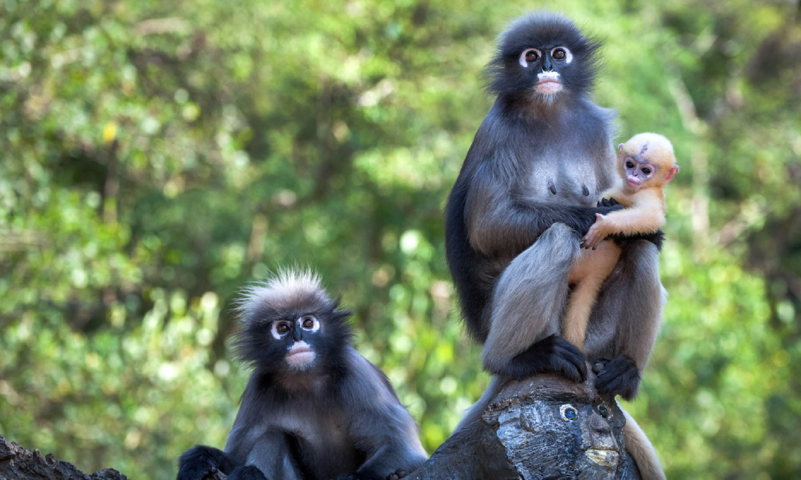 Dusky leaf monkeys (Shutterstock)