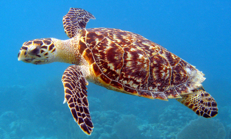 Hawksbill sea turtle (USFWS/Southeast)