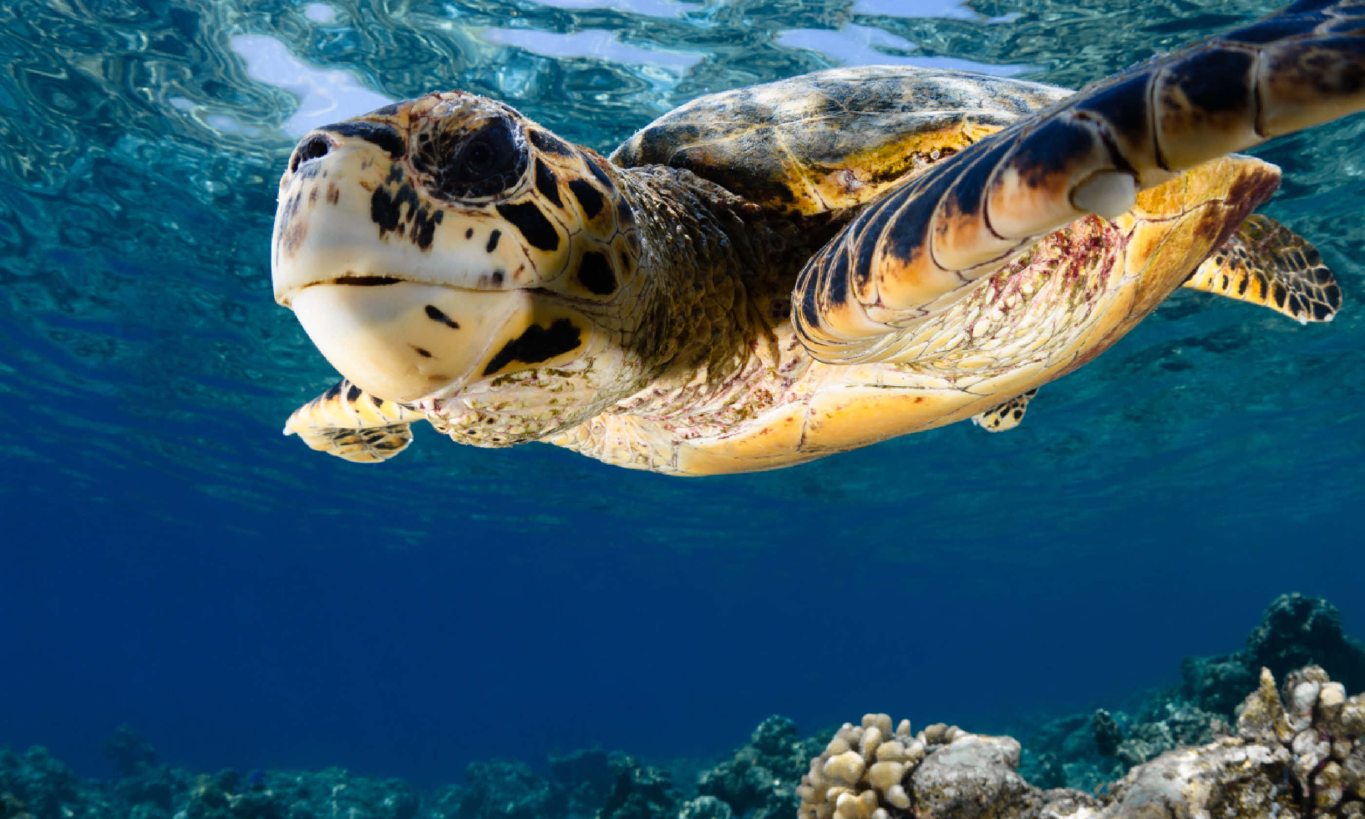 Hawksbill turtle, Maldives (Shutterstock)