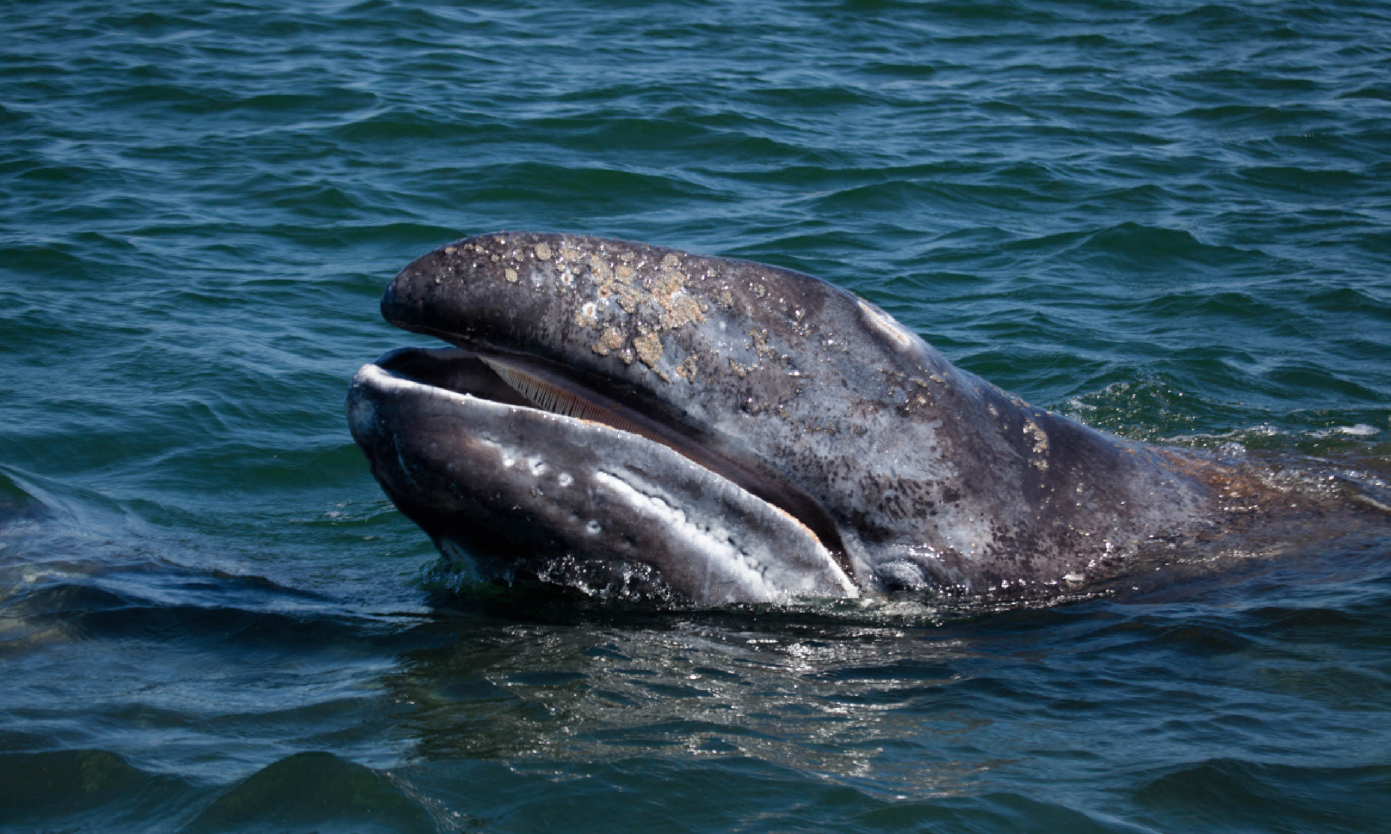 Grey whale, Mexico (Shutterstock: see credit below)
