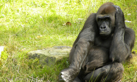 Western Lowland Gorilla (Tim Strater)