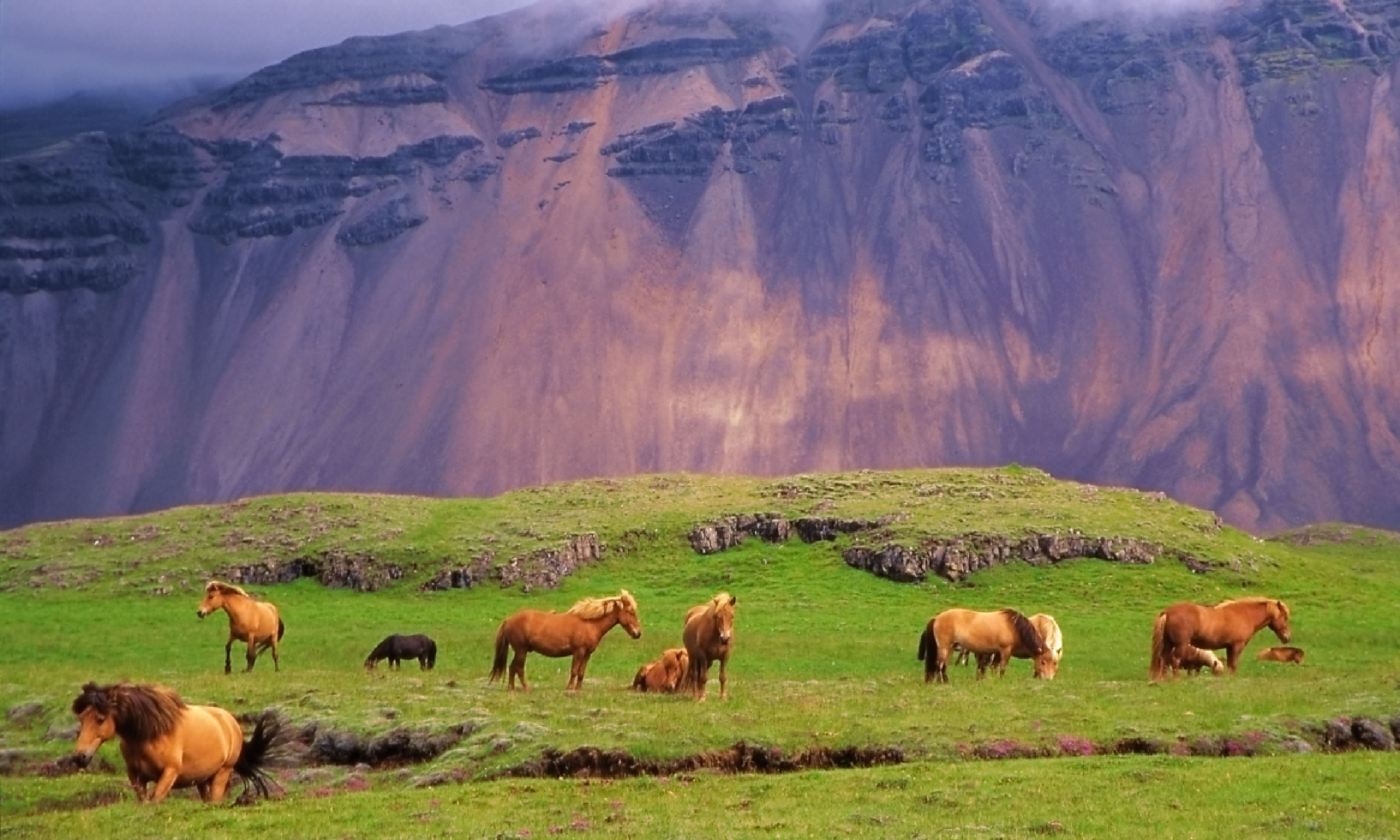 Icelandic horses (Shutterstock: see credit below)