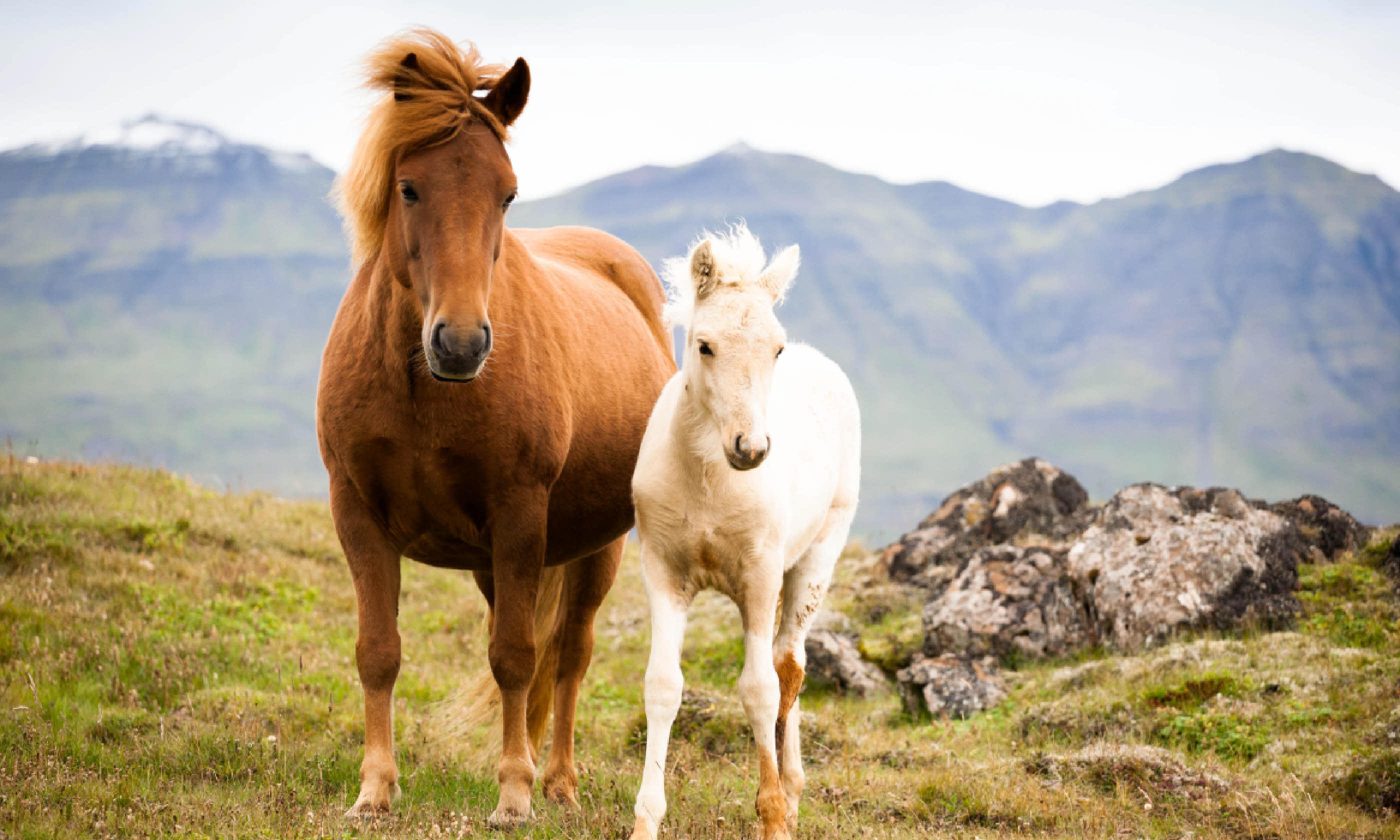 Horses in Iceland (Shutterstock)
