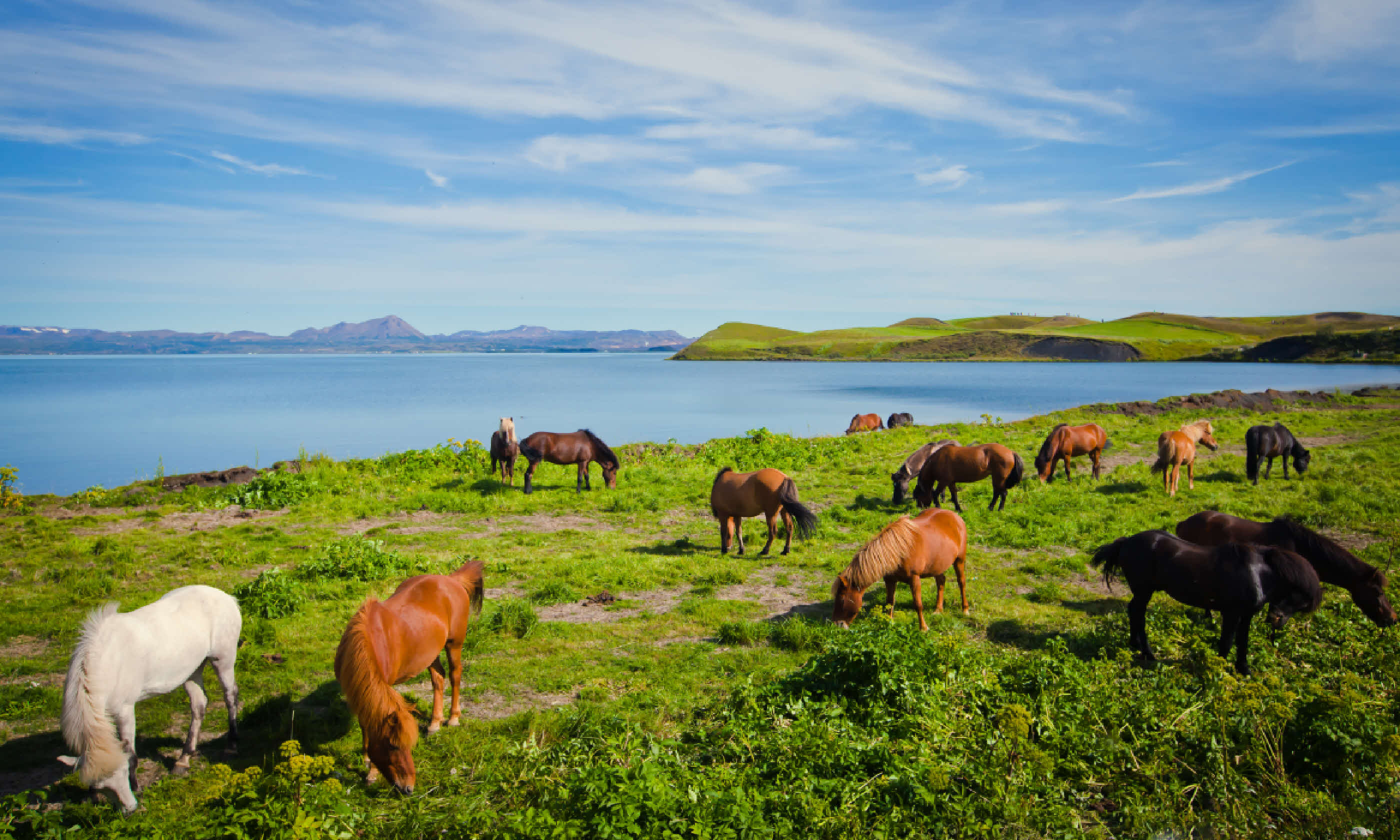 Icelandic horses (Shutterstock)