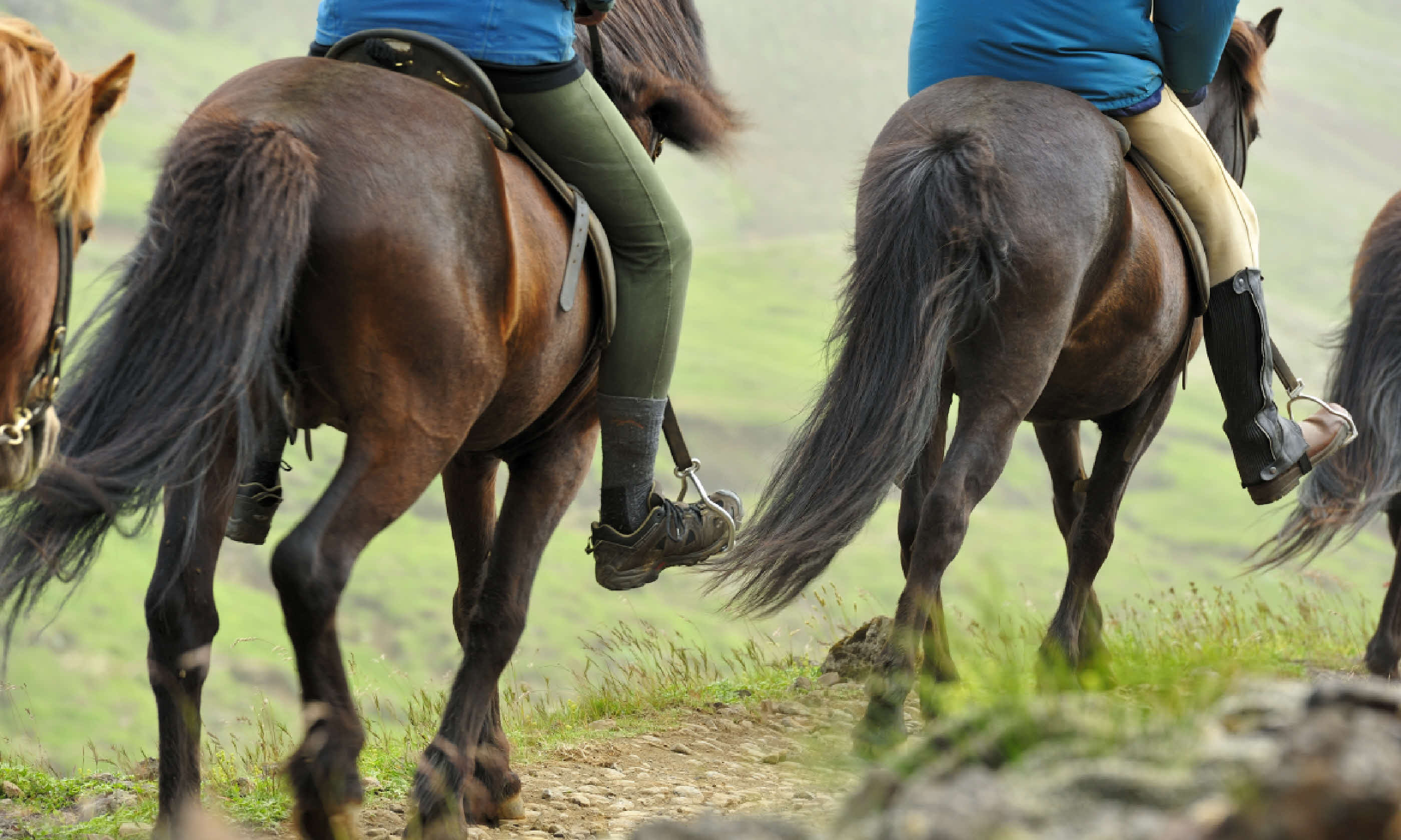Horses in Iceland (Shutterstock)