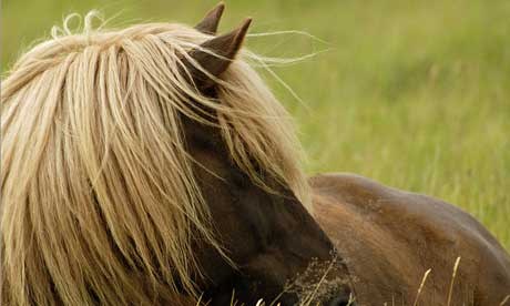 Icelandic pony