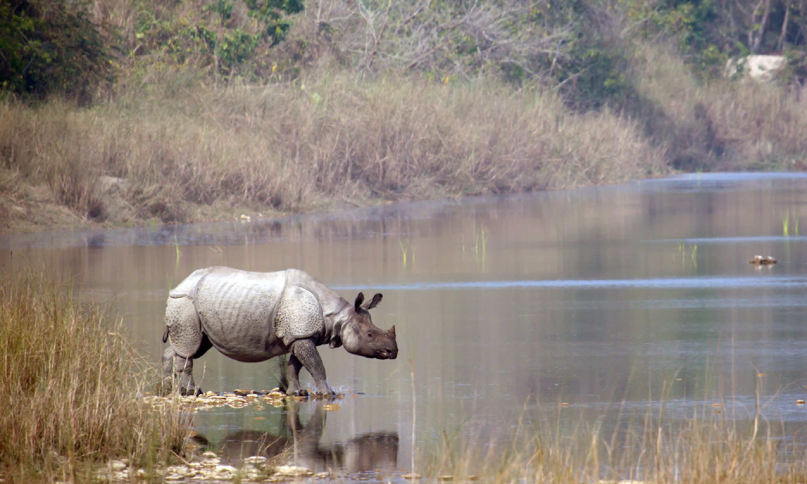 Rhino in Bardia, Nepal (Shutterstock)