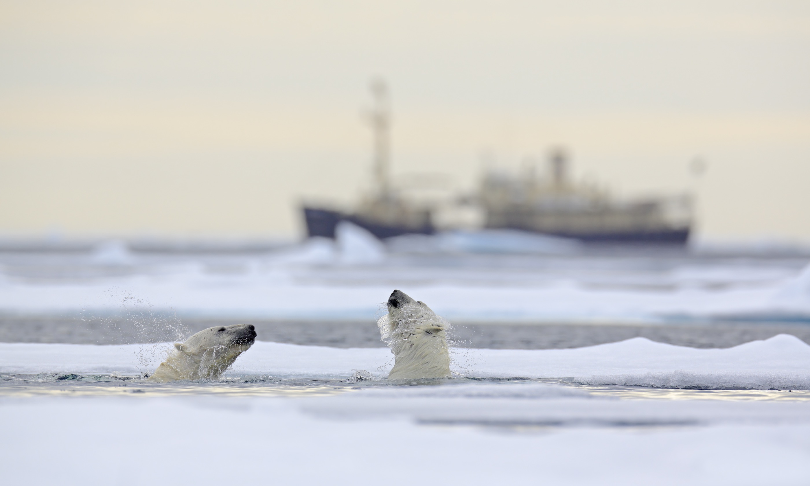 Polar bears in Svalbard (Shutterstock.com)