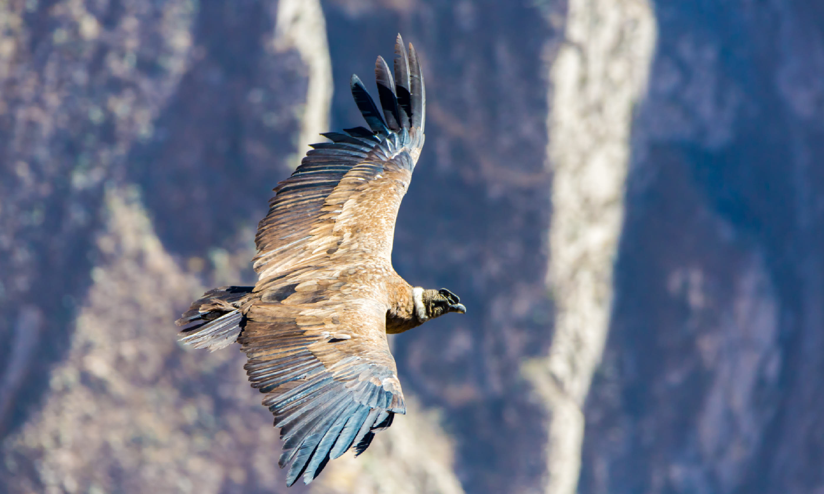 Flying condor over Colca Canyon (Shutterstock)