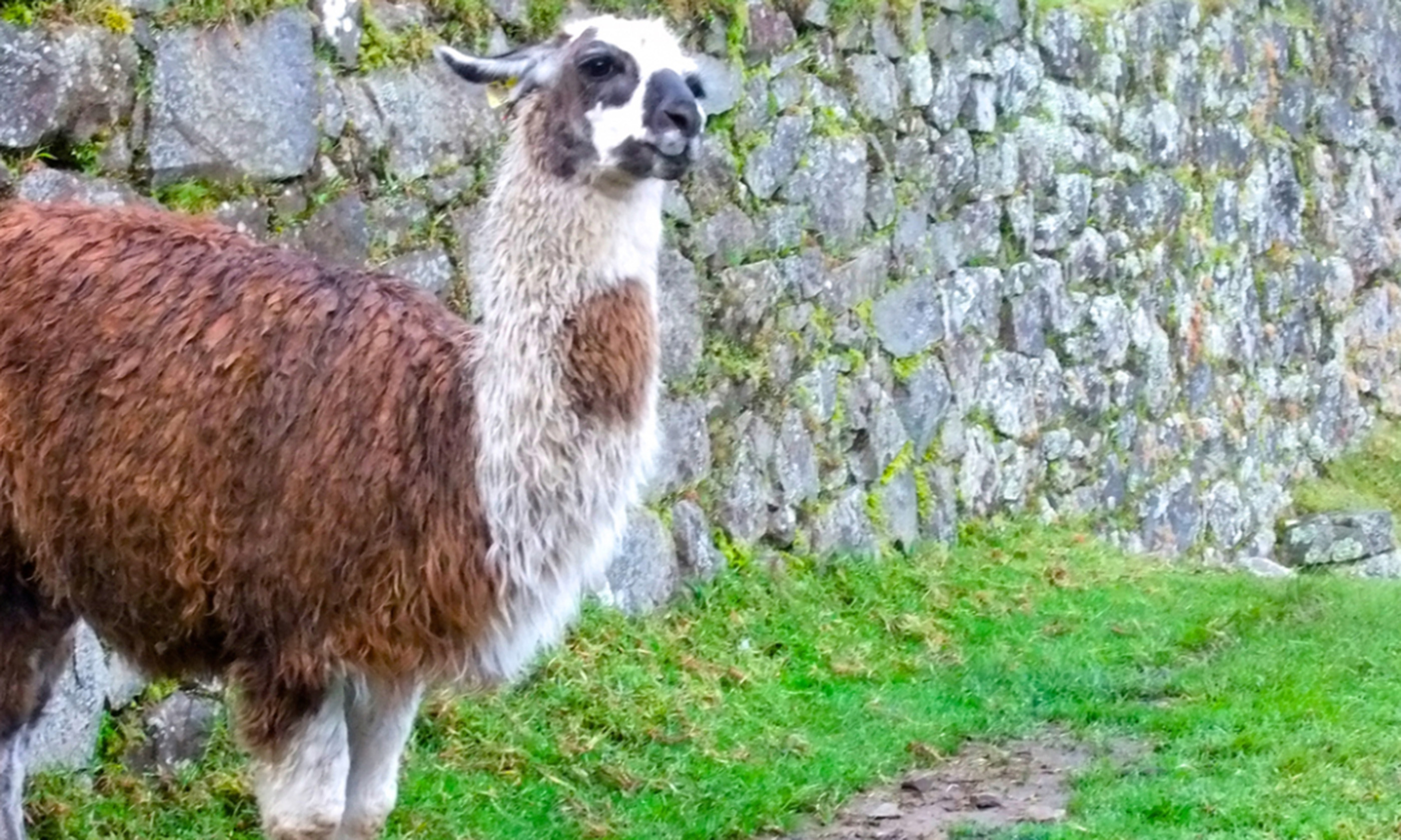 Alpaca Picchu (Phoebe Greenacre)