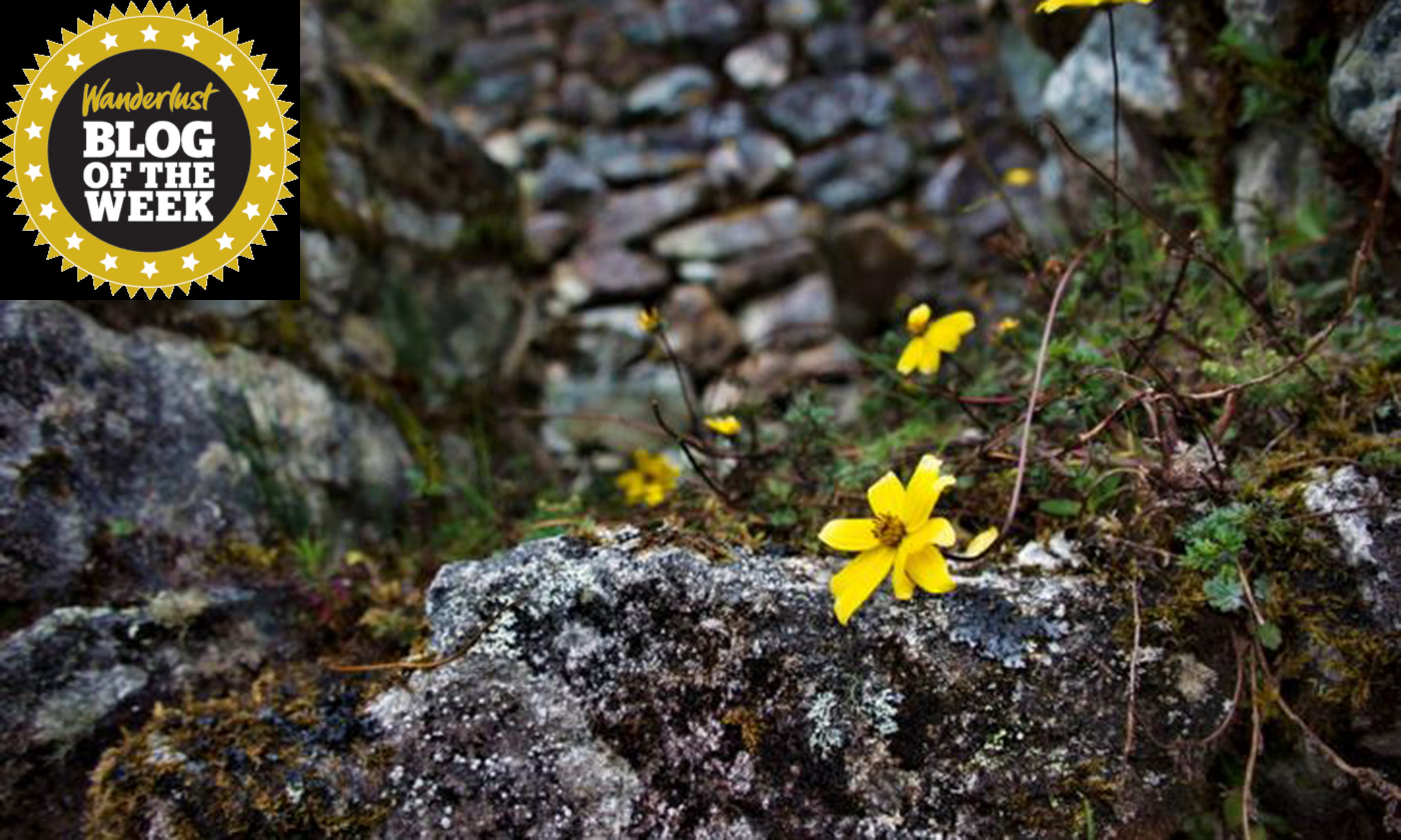 Flowers on the Inca Trail (Greg Goodman)