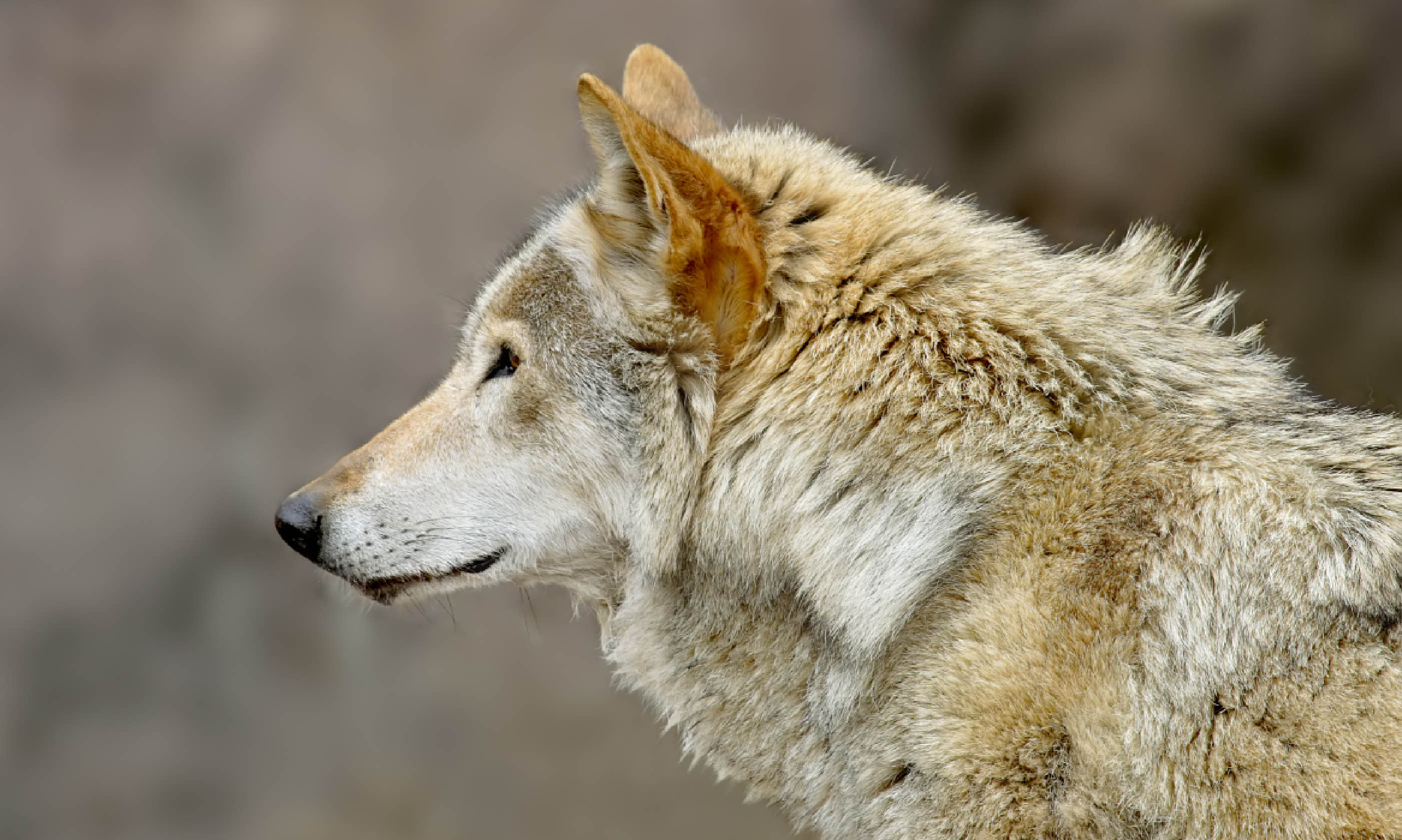 Russian wolf (Shutterstock: see credit below)