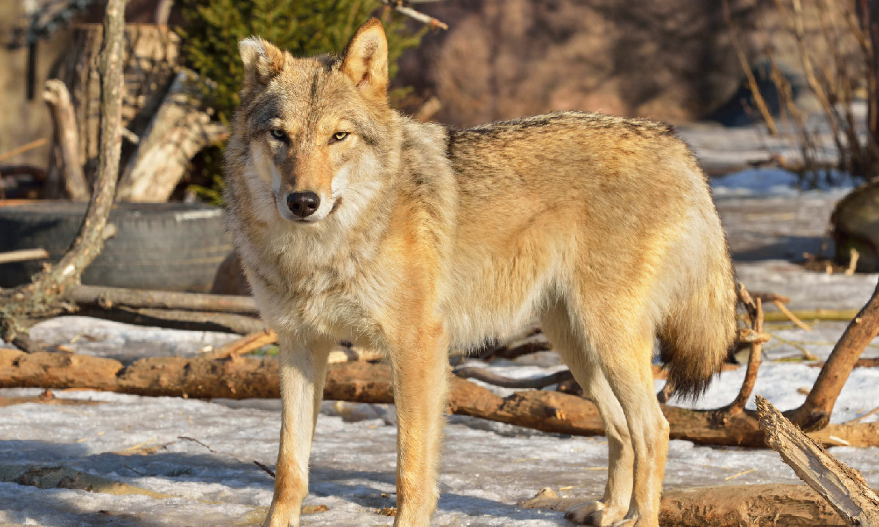 Wolf (Canis Lupus) (Shutterstock)