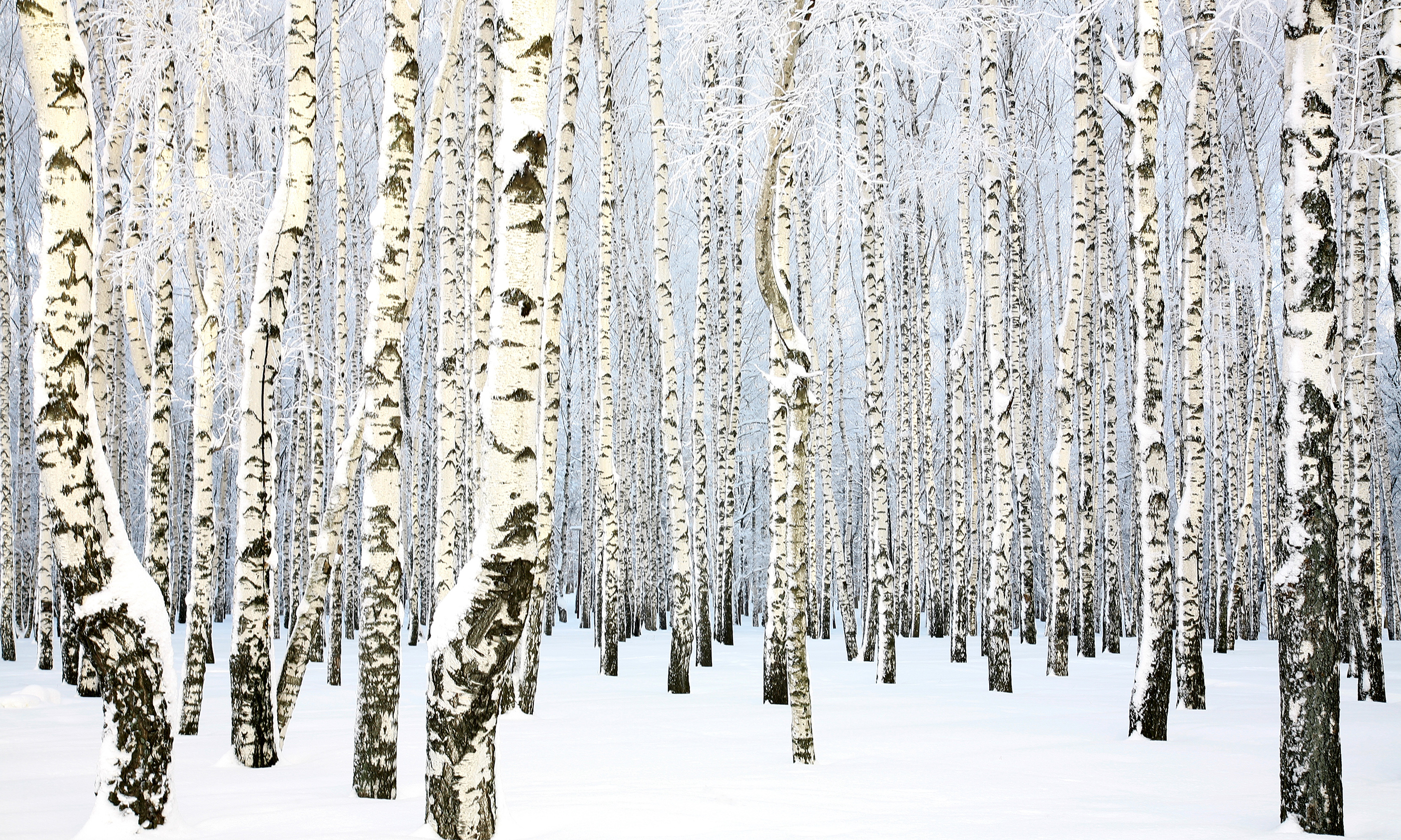 Russian birch grove (Shutterstock.com)