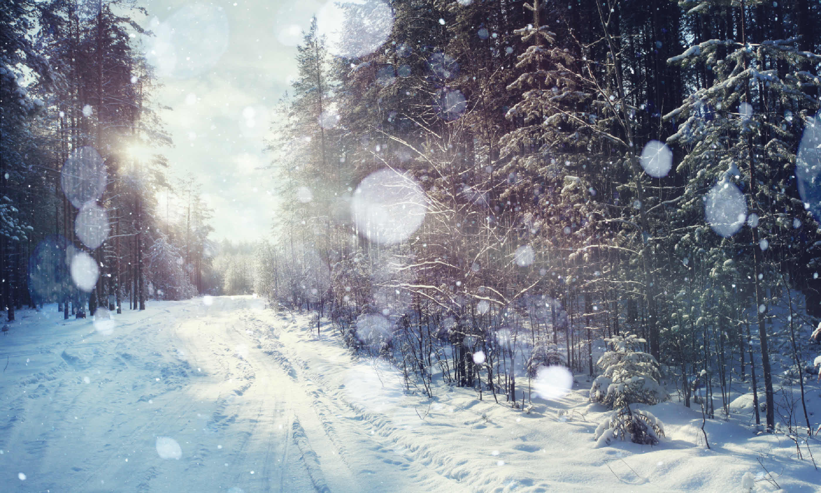 Winter forest (Shutterstock)