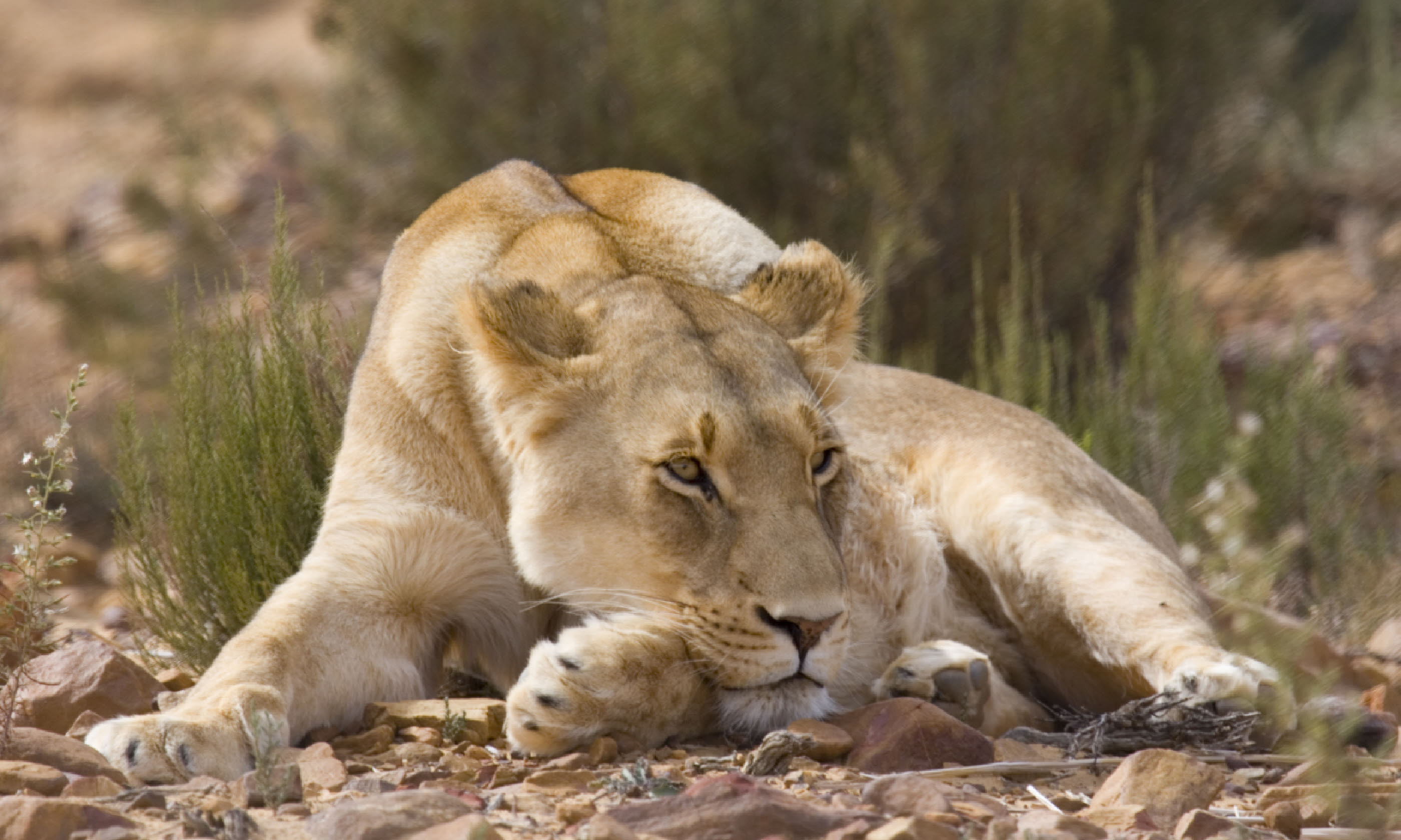 Female Lion sunbathes in afternoon sun, South Africa (Shutterstock)